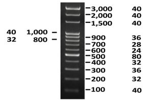 CLUBIO 100bp DNA Ladder