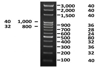 CLUBIO 100bp DNA Ladder