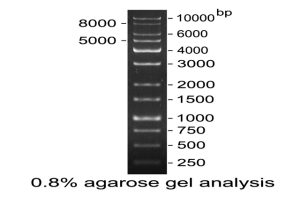 CLUBIO 1kb DNA Ladder