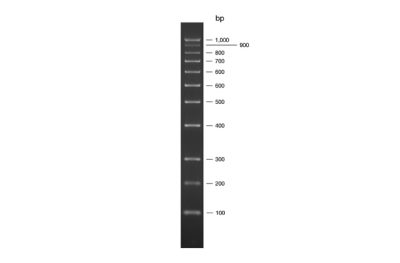 Superladder - Low 100bp Ladder Superladder - Low 100bp Ladder