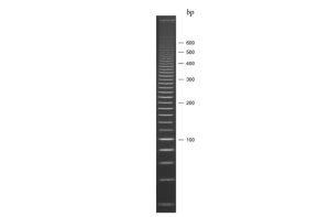 Superladder - Low 20bp Ladder