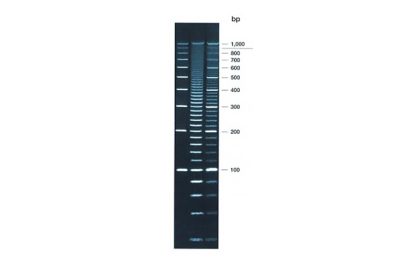 Superladder - Low Kit Superladder - Low Kit