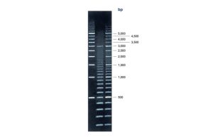 Superladder - Mid 1 Kit