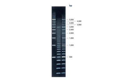 Superladder - Mid 1 Kit
