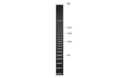 Superladder - Mid 100bp Ladder