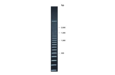 Superladder - Mid 500bp Ladder